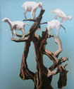Mary Hrbacek - Moroccan Goat Tree